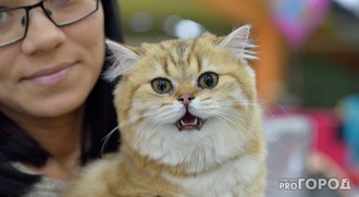 %D0%BA%D0%BE%D1%88%D0%B0%D1%87%D1%8C%D1%